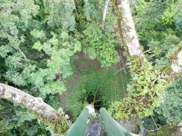 Downward view from the top to see the green jungle canopy and floor.