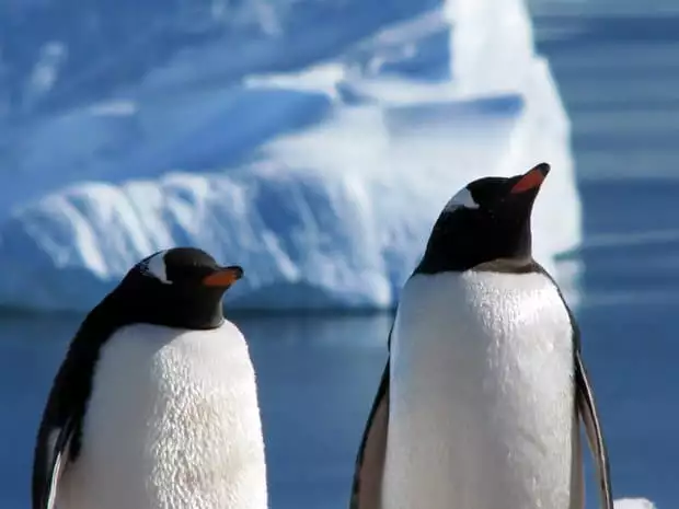 Two up close penguins in front of iceberg in Antarctica. 