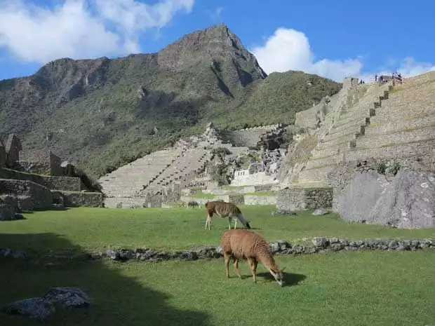 Steep stone steps of a ruin with llamas grazing on the grass in the courtyard of Machu Picchu.