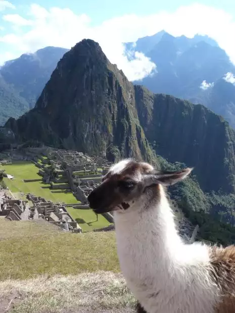 Brown and white alpaca in front of Machu Picchu.