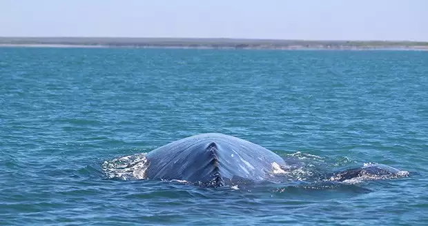 The backside of a gray whale as it floats above the water in Baja.
