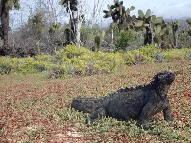 Galapagos marine iguana walking on red and green ground cover with candelabra cactus.