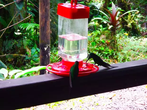 Green hummingbirds drinking from a red feeder on top of a railing in the rainforest.
