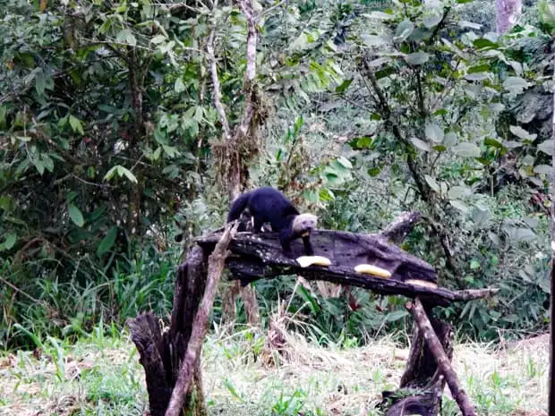 Tayra weasal walking on a tree bark with plantains.