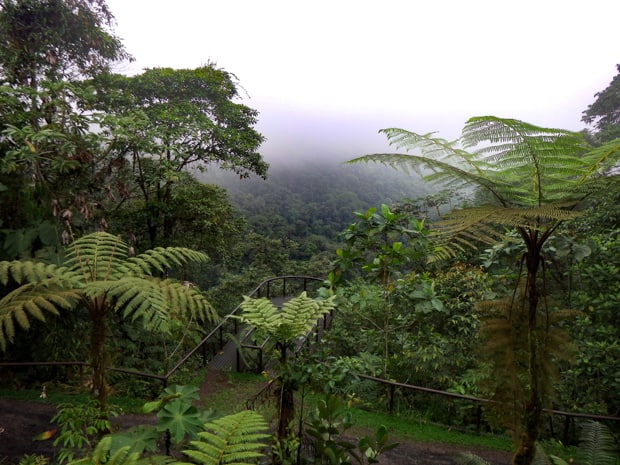 Scenic view of the rainforest with a trail and viewing platform.