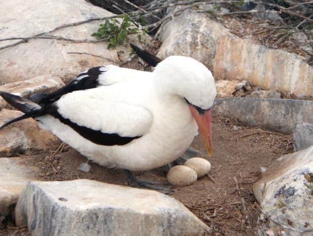 Nazca booby in a nest with 2 eggs.