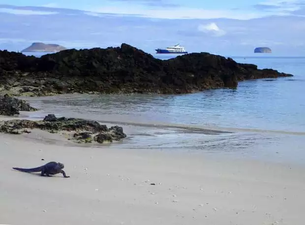 Galapagos marine iguana walking on a sandy beach with the small ship cruise Origin and 2 volcanic islands in the background.