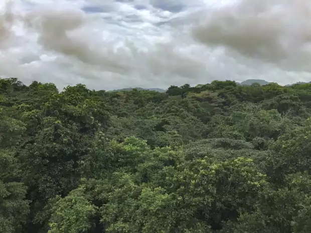 View from above the canopy on a tour in the Gamboa rainforest of panama. 