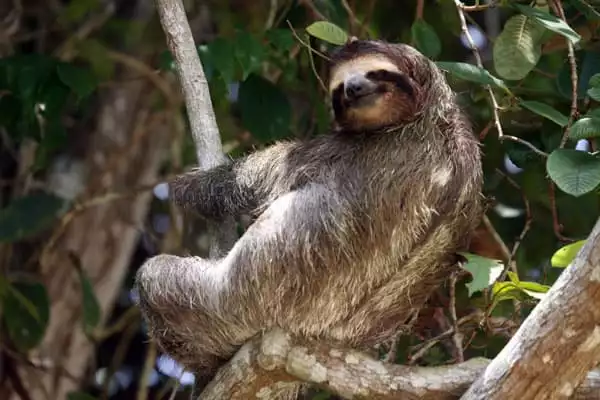 3 toed sloth sleeping on a branch on a Panama land tour.