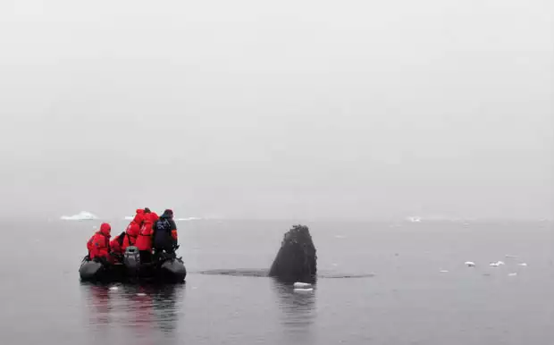Whale's head out of the water next to a skiff with guests from a small ship cruise in Antarctica. 