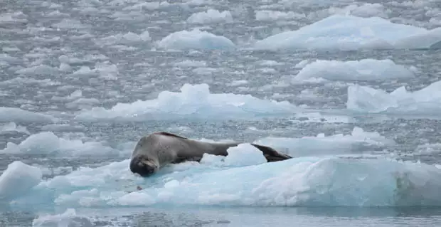 Seal resting on small icebergs seen from a small ship in ANtarctica. 
