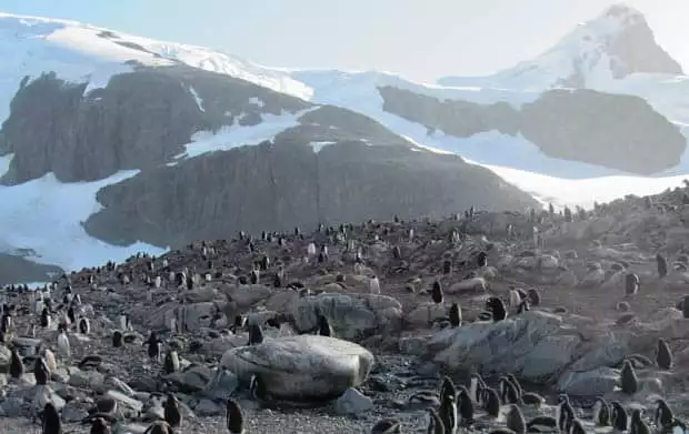 Large group of penguins on land in Antarctica. 