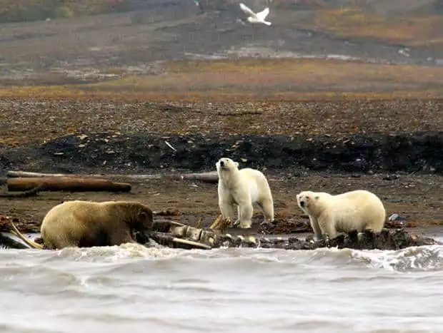 3 large polar bears eating a walrus carcass.