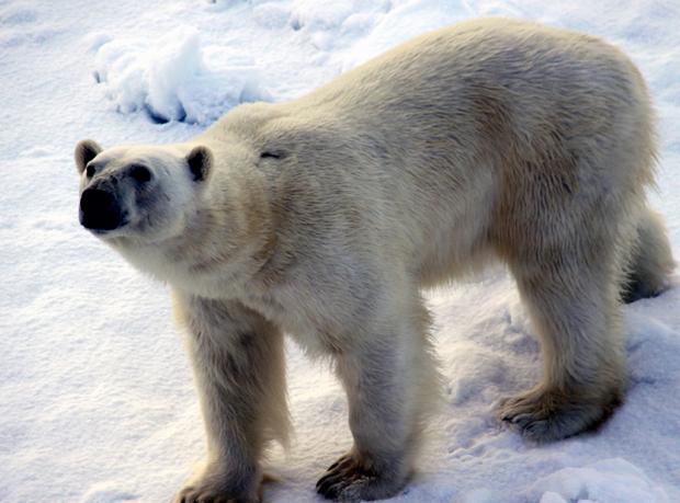 Large Arctic Polar Bear walking in the snow.