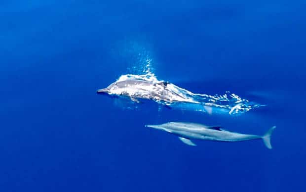 Dolphins seen from a small ship cruise in bright blue waters of Indonesia. 