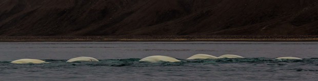 A pod of beluga whales swimming in the Arctic