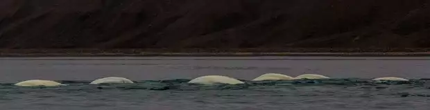 A pod of beluga whales swimming in the Arctic