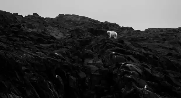 A lone polar bear walking high up on rocks