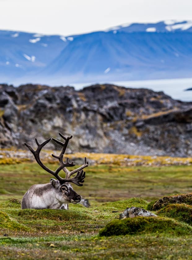 A reindeer relaxing on grassy tundra with cliffs and ocean in the background