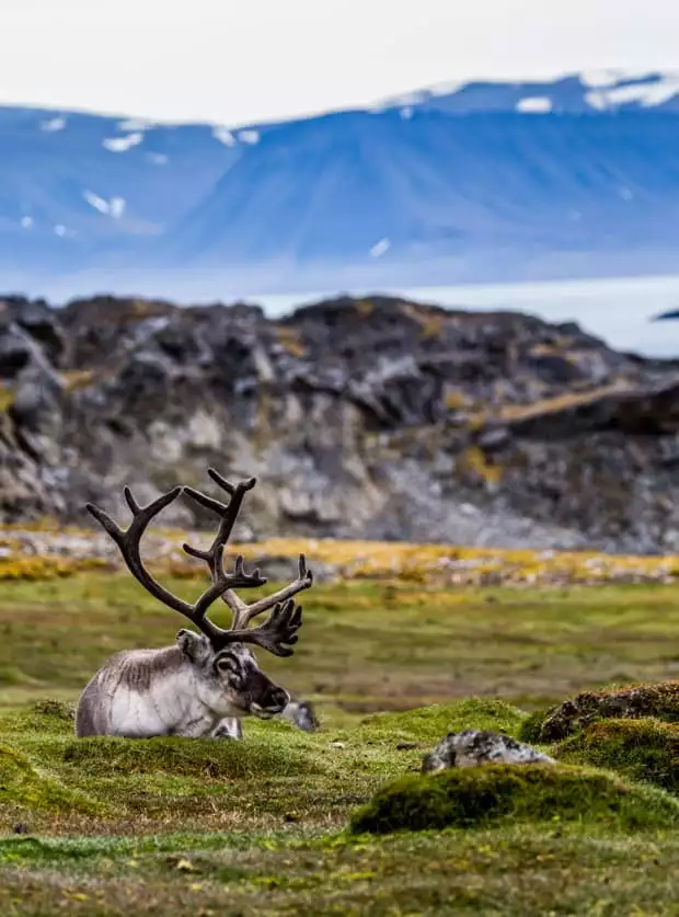 A reindeer relaxing on grassy tundra with cliffs and ocean in the background