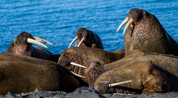 A group of walruses laying on rocks with the ocean in the background