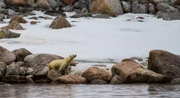 A polar bear on a boulder with snow and rocks behind it
