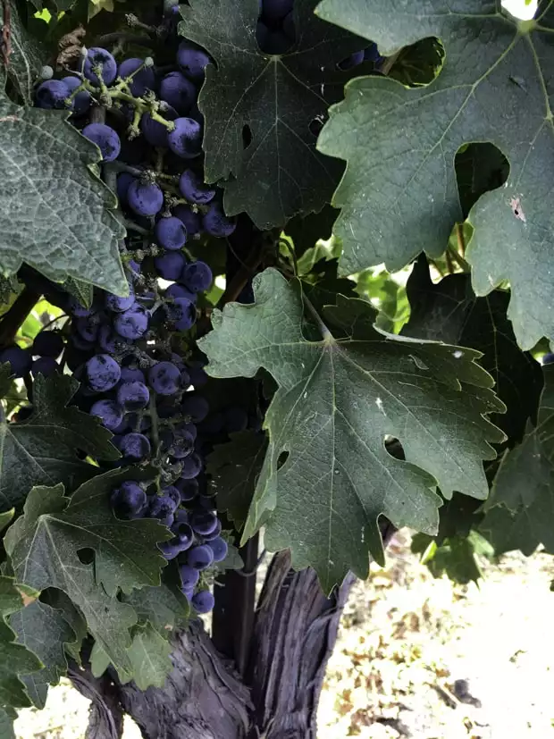 Grapes on a vine at a winery tour off a small ship river cruise in the Pacific Northwest. 
