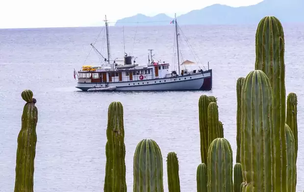 Westward small ship cruise anchored in Baja with Cardon cactus.