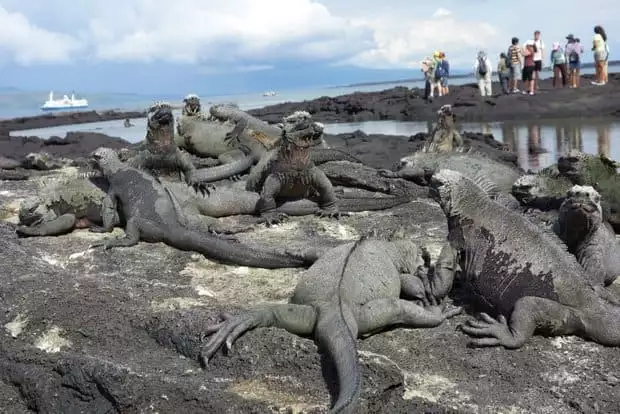 A large group of Galapagos marine iguanas on volcanic rock in a shallow tidal zone with a group of travelers and the small ship cruise Santa Cruz in the background.