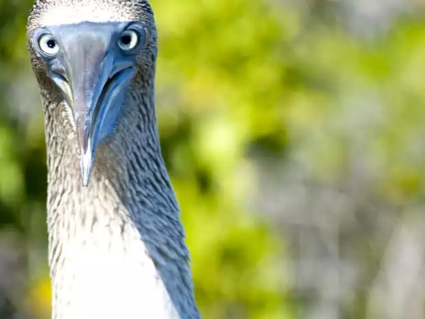 Head of a Blue Footed Booby with its blue beak and eyes.