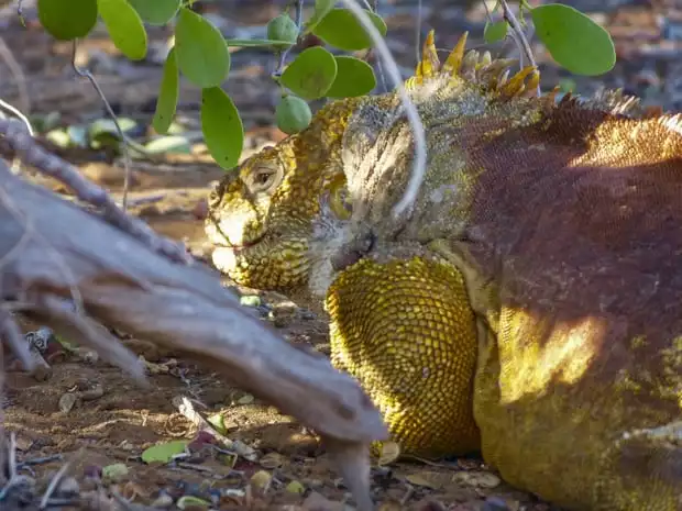 Yellow and red land iguana laying in the shade of a bush on the Galapagos island.