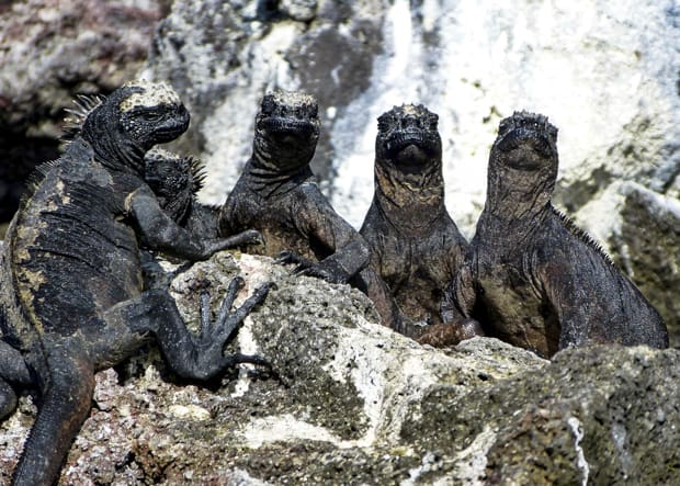 5 marine iguanas perched on a rocky shoreline on a Galapagos island.