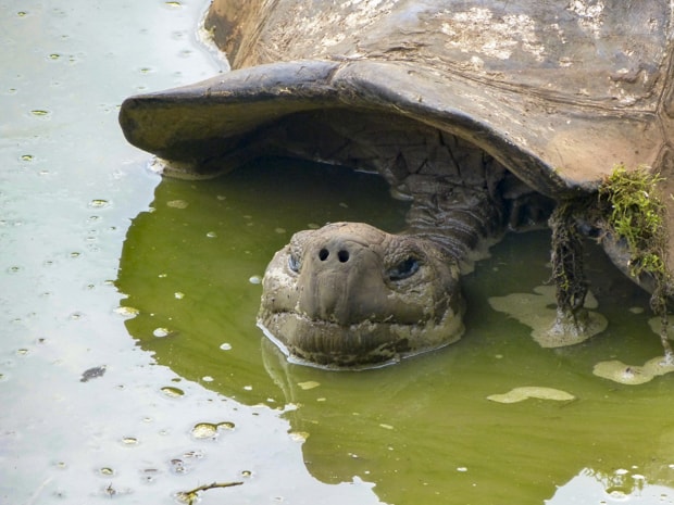 Land tortoise resting in a green pond.