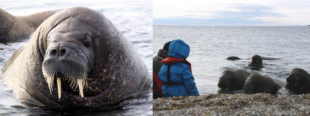 Arctic walrus lounging in the water on a beach and travelers observing walrus from the beach.