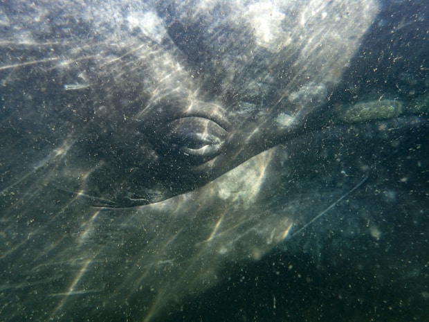 Looking at the eye of a gray whale in the water.