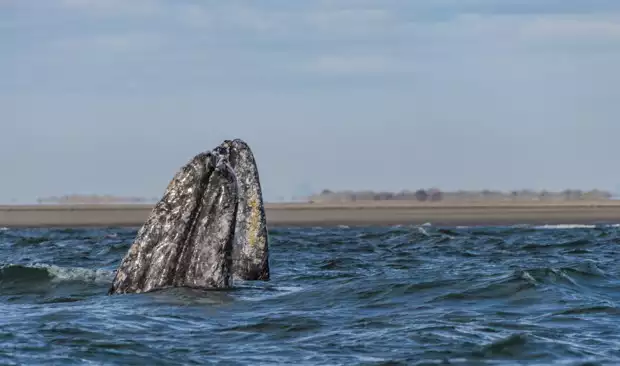 A gray whale's mouth sticking out of the water.