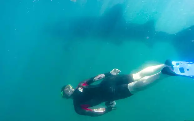 Baja traveler swimming underwater next to a whale shark.