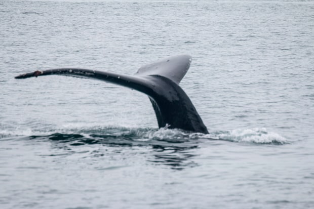 A whales tail in the ocean in Alaska. 