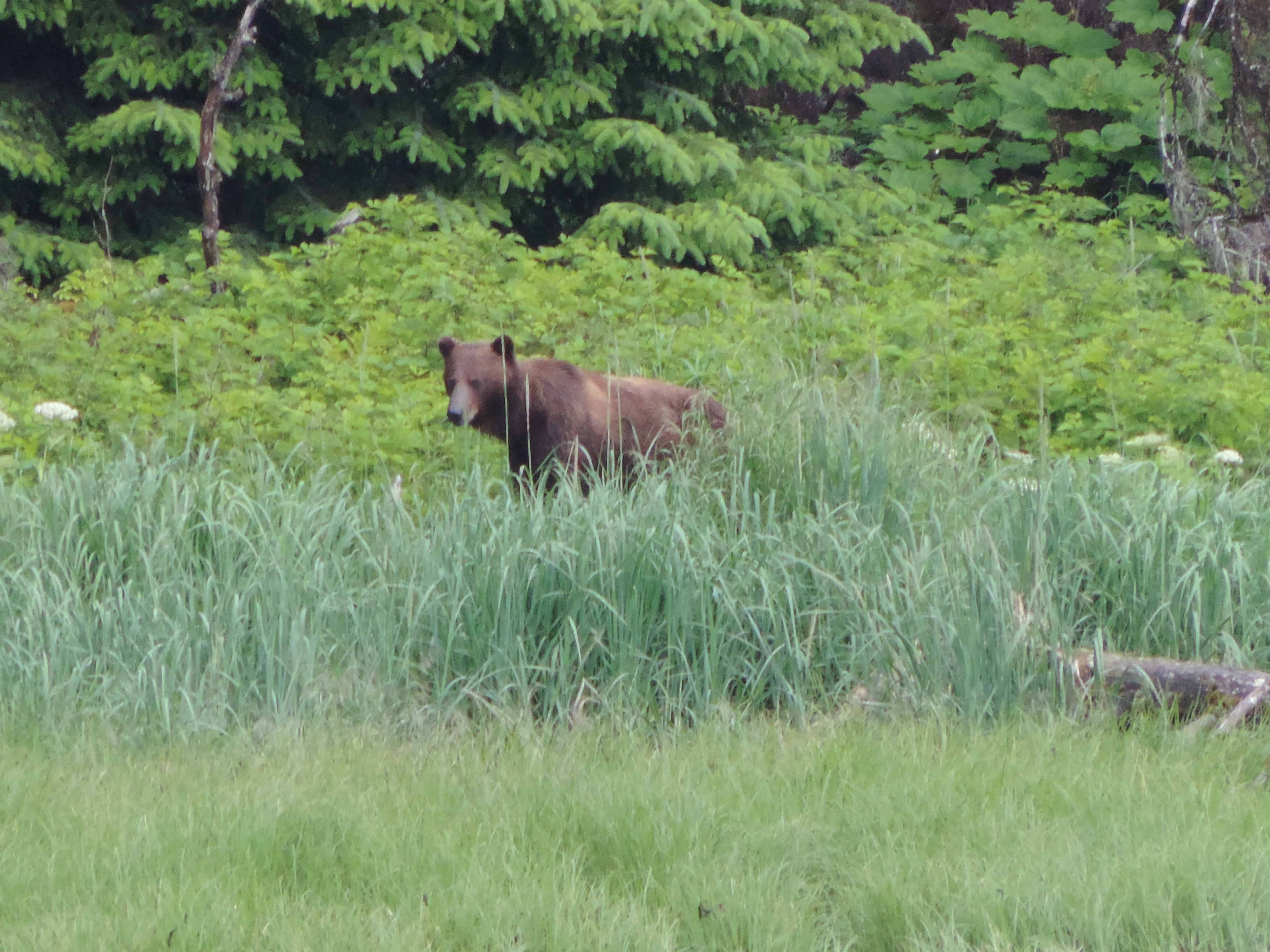 Brown bear seen from a small ship cruise tour. 