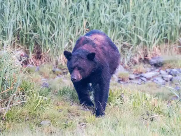 A black bear walking the grass in Alaska. 