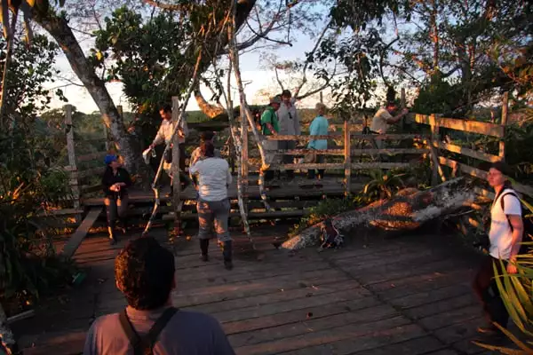 A group of people at the top of a canopy tower in the Ecuadorian Amazon jungle. 