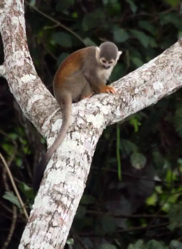 A spider monkey climbing a tree in the Ecuadorian Amazon jungle. 