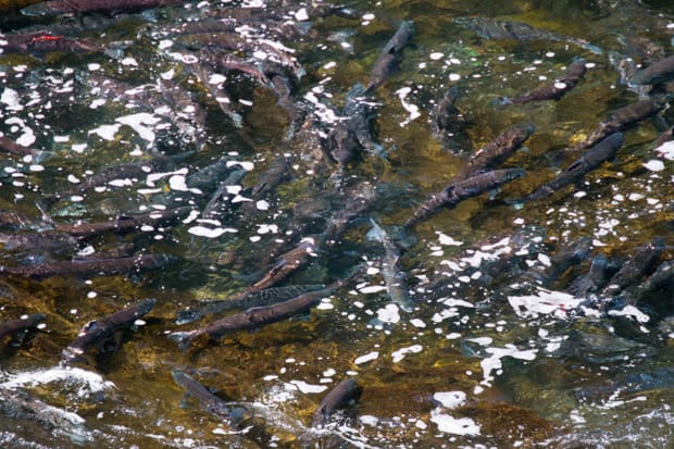 Sockeye salmon swimming upstream to spawn in Alaska. 