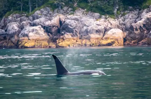 An Orca swimming in Alaska. 
