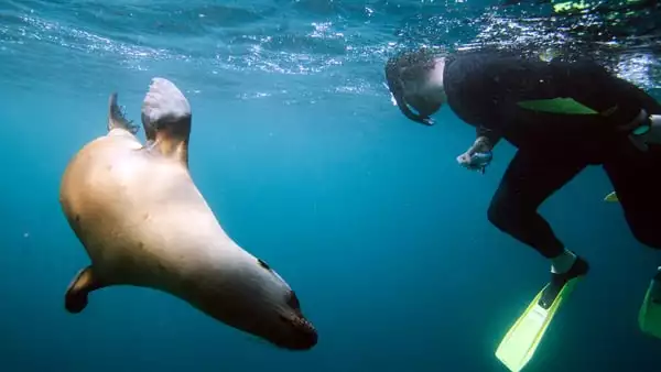 man snorkeling with a sea lion in baja