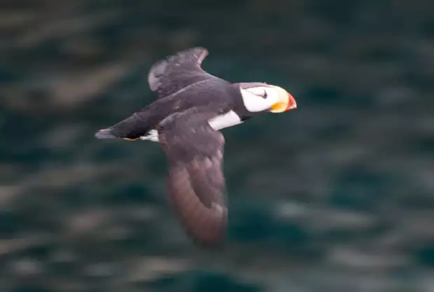 A puffin flying by in Alaska. 