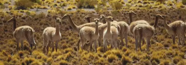 A group of guanacos in a meadow in the Atacama Desert.