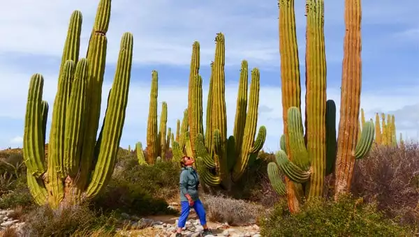 A solo female traveler stands among giant green cacti in Baja