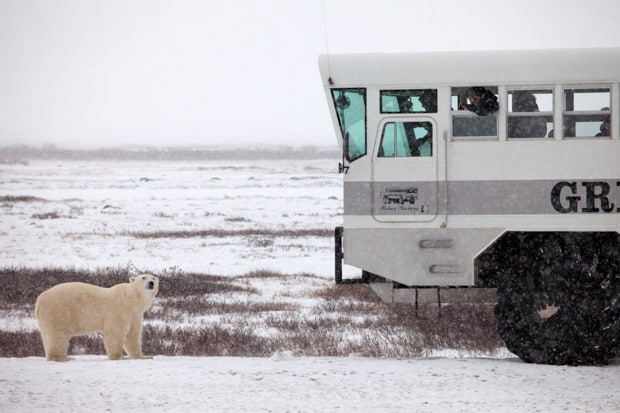 A polar bear looks up at an Arctic rover with travelers inside