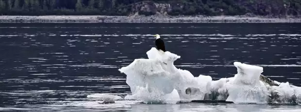 A bald eagle perched on top of an iceberg floating off the shoreline in Alaska.